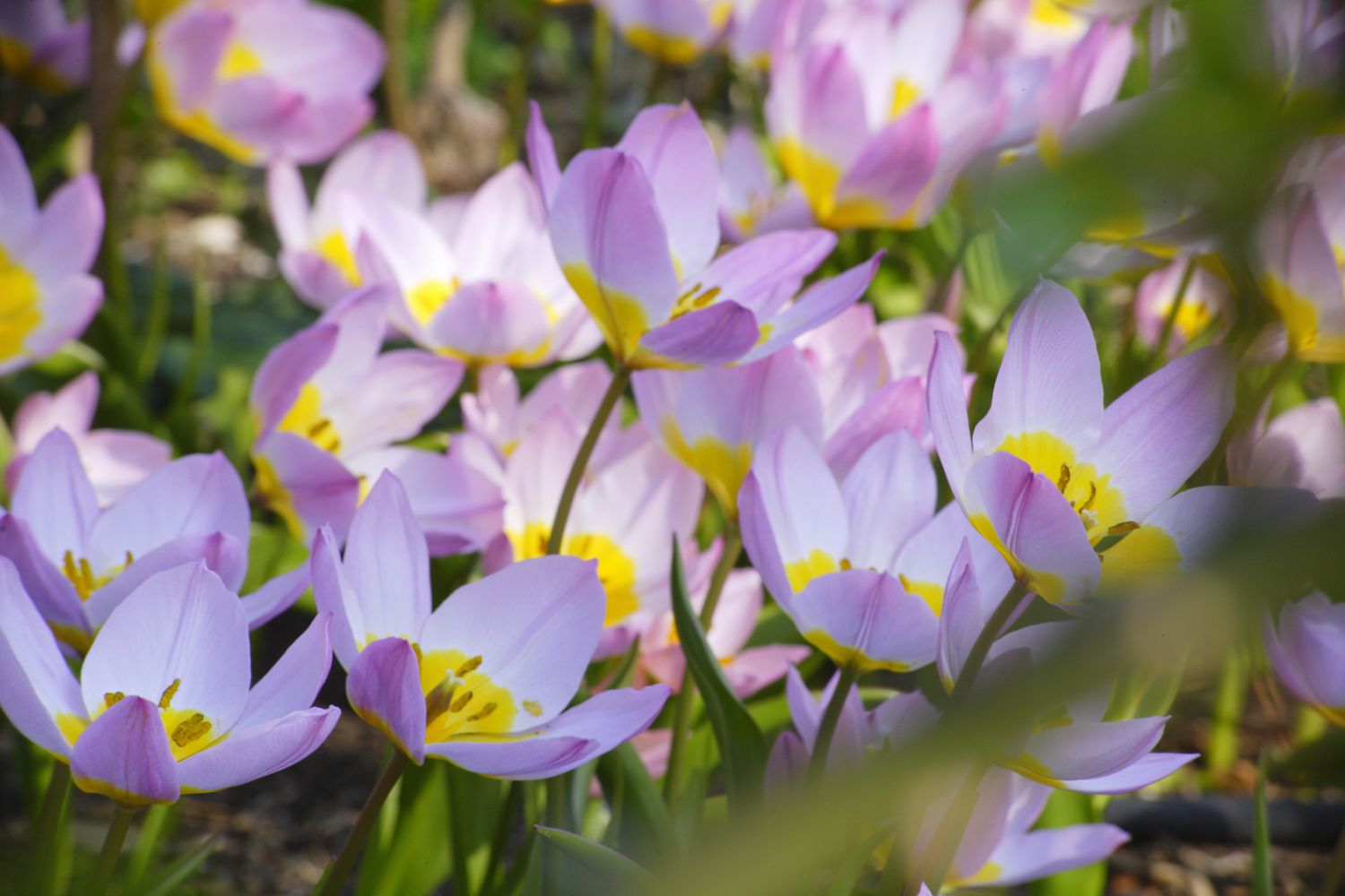 Tulip