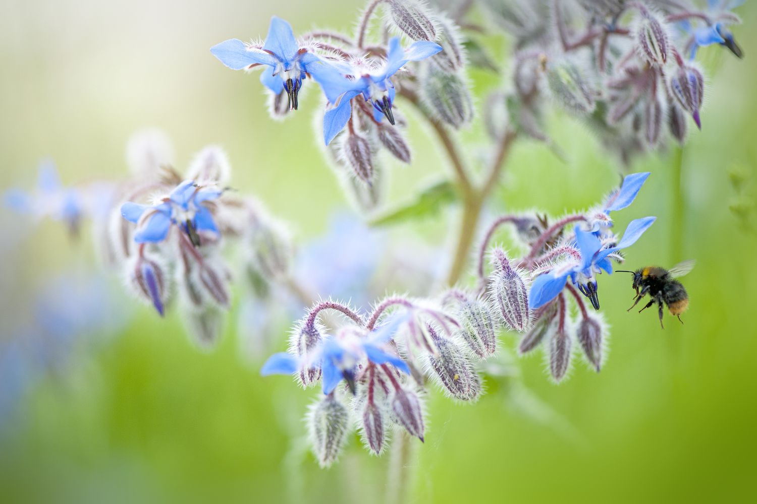 Close-up image of Borage blue flowers - Borago officinalis, also known as a starflower with a bee