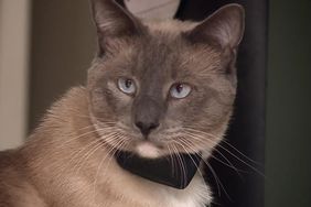 Grey cat with blue eyes