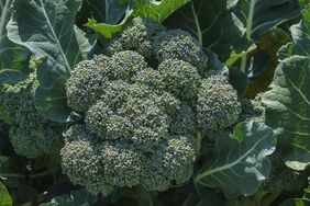 A broccoli plant with green leaves growing outdoors