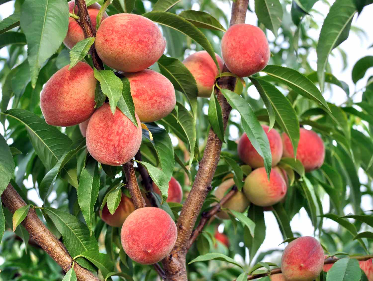 closeup of growing peaches on a tree in the orchard