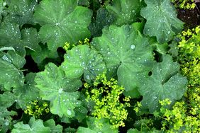 Wet leaves with yellow flowers