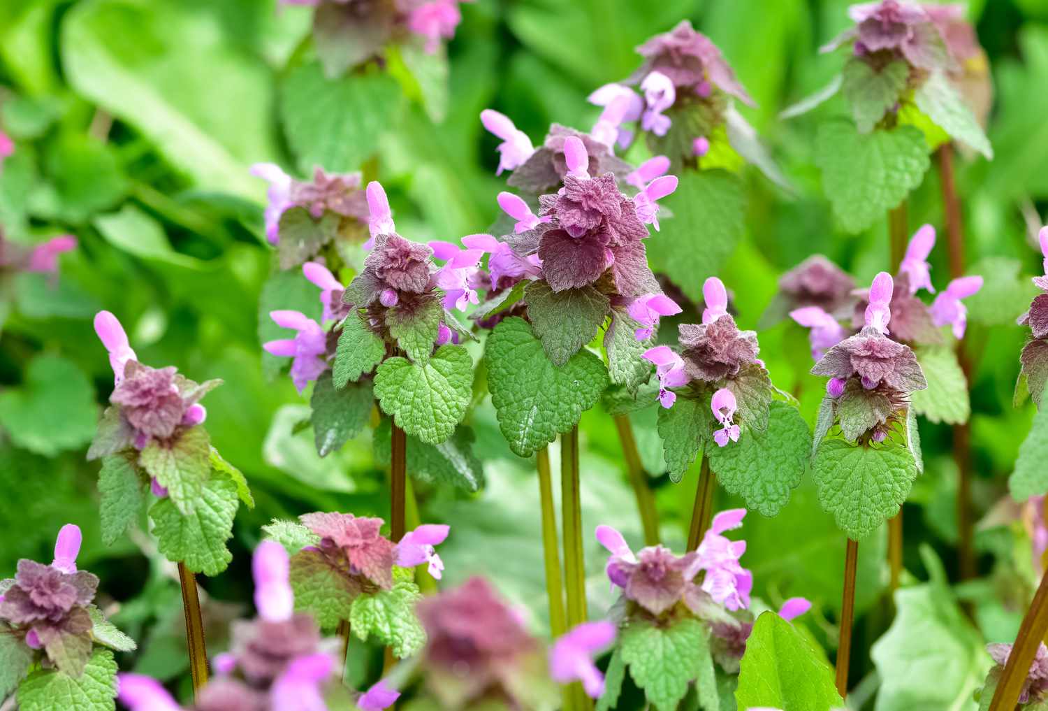 photos of wildflowers and wildflowers. dead nettle flower.
