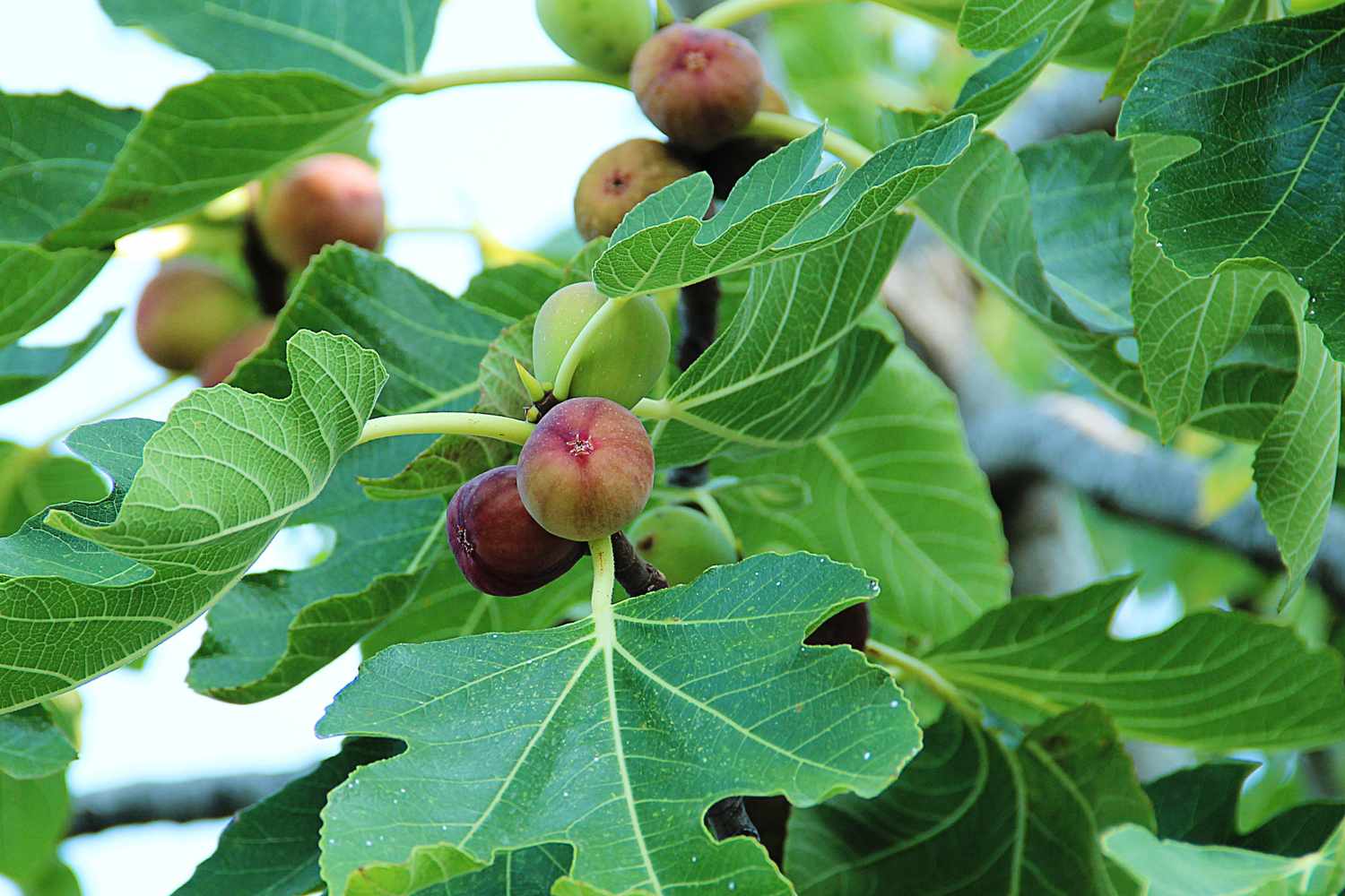chicago hardy fig tree
