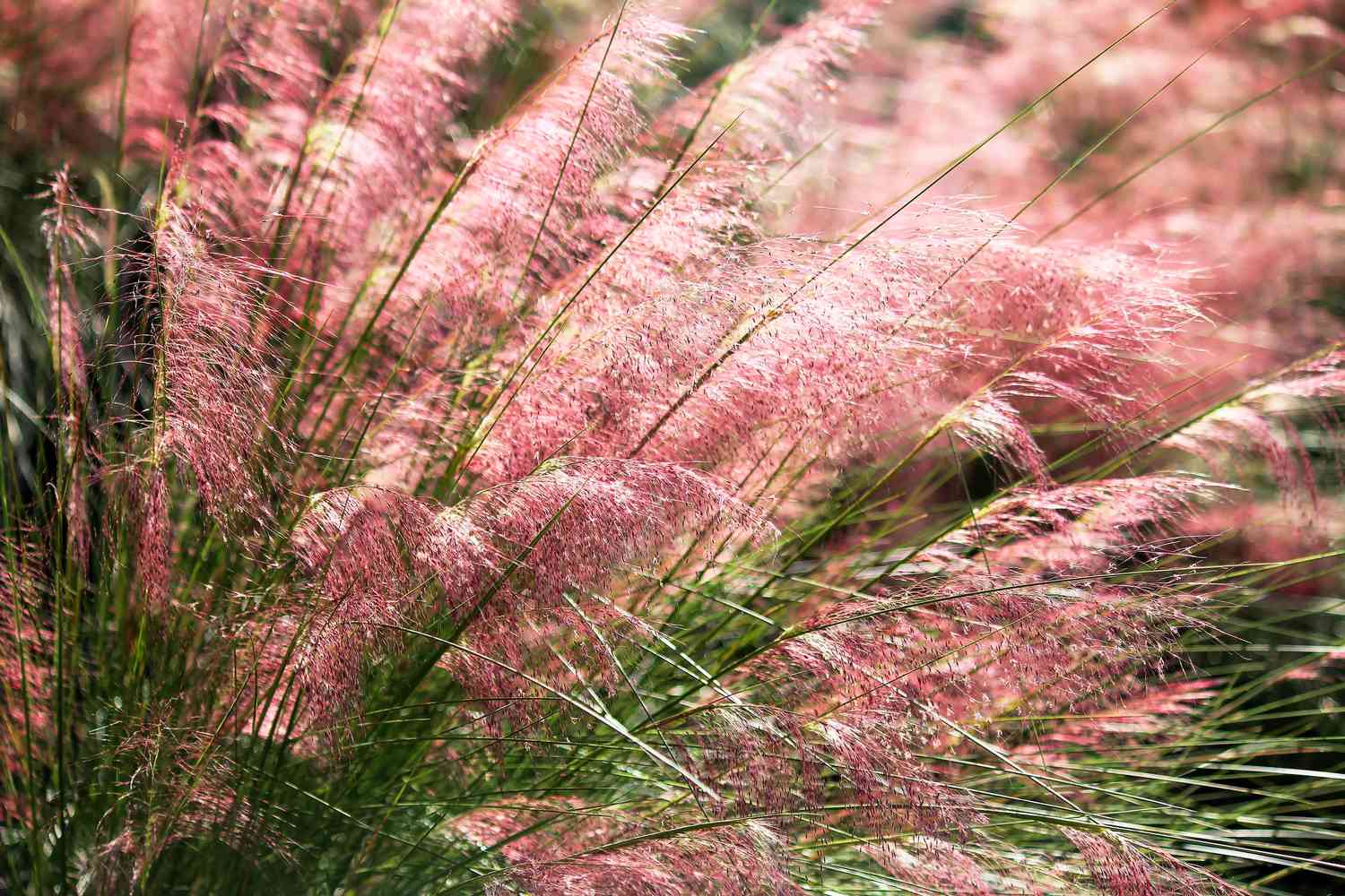 Pink Muhly Grass