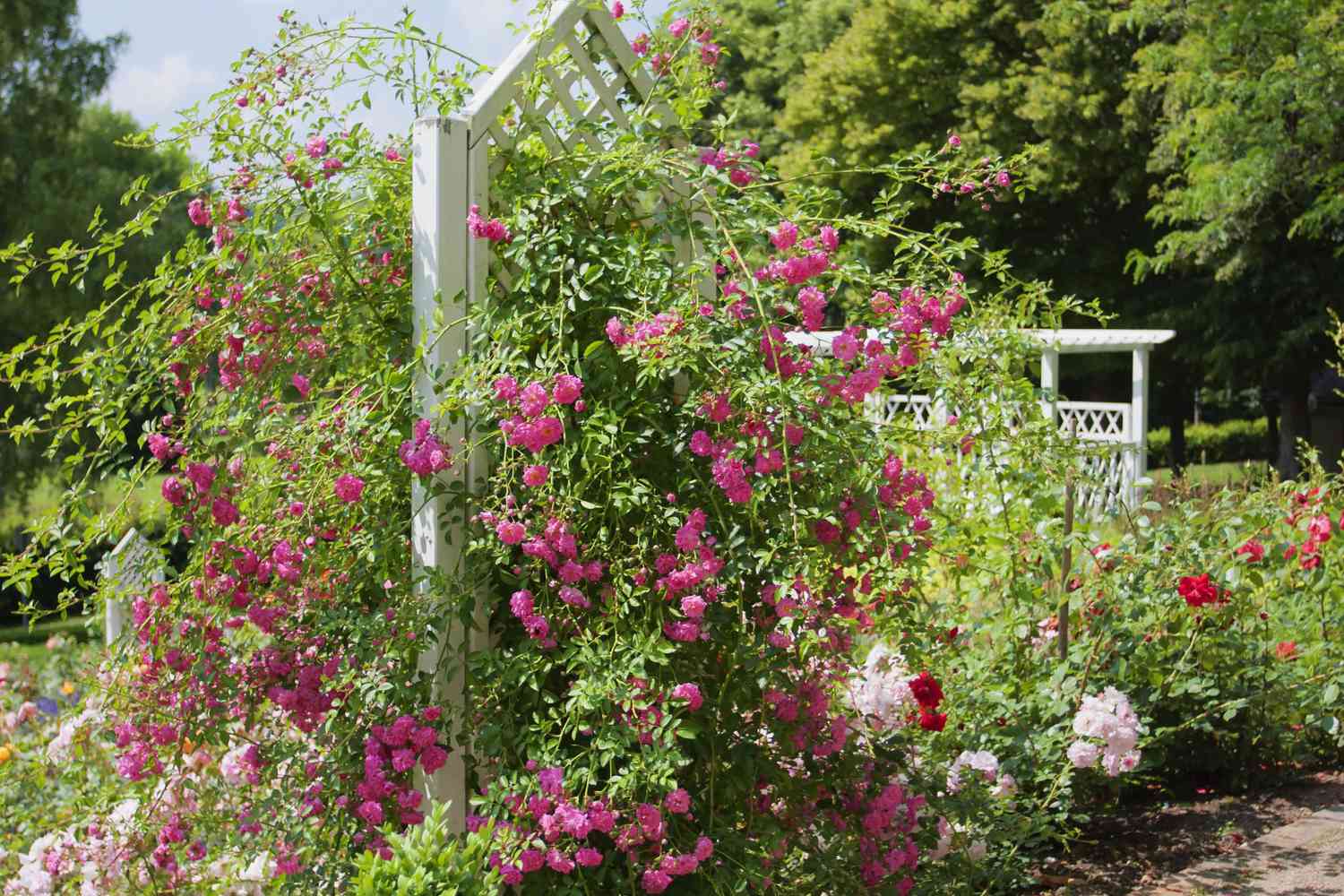 Rose bush in bloom on white wooden trellis.