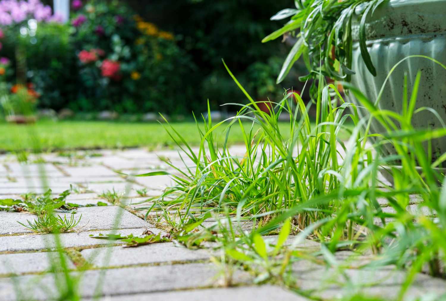 Grass and weeds growing between pavers a garden in the background with flowers and foliage