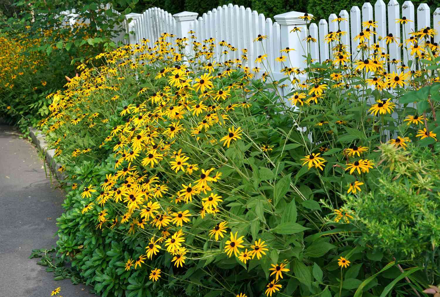Black eyed susan border garden