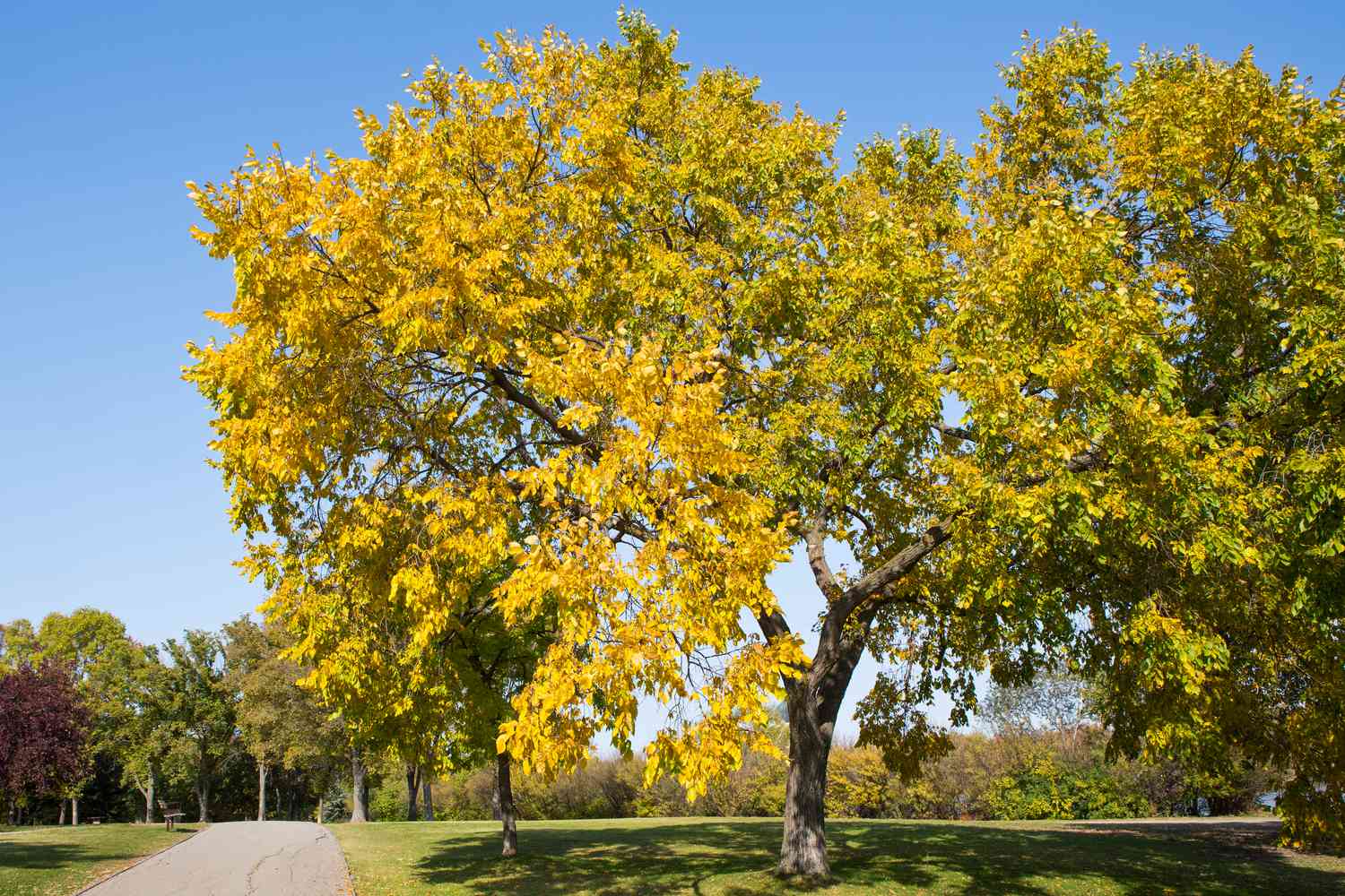 american elm tree