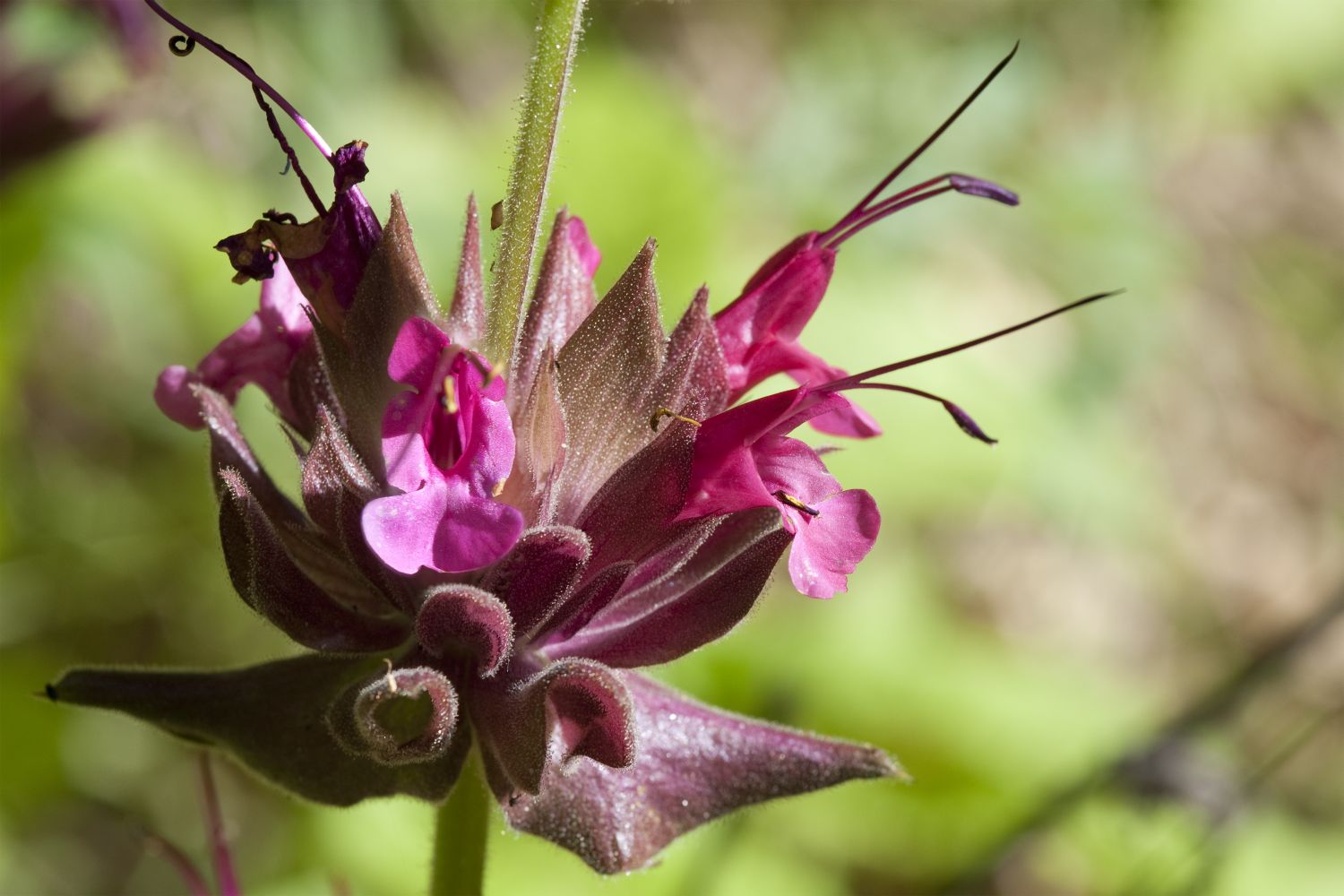 Close up of pitcher sage, Salvia spathacea. Los Padres National Forest, California, USA.