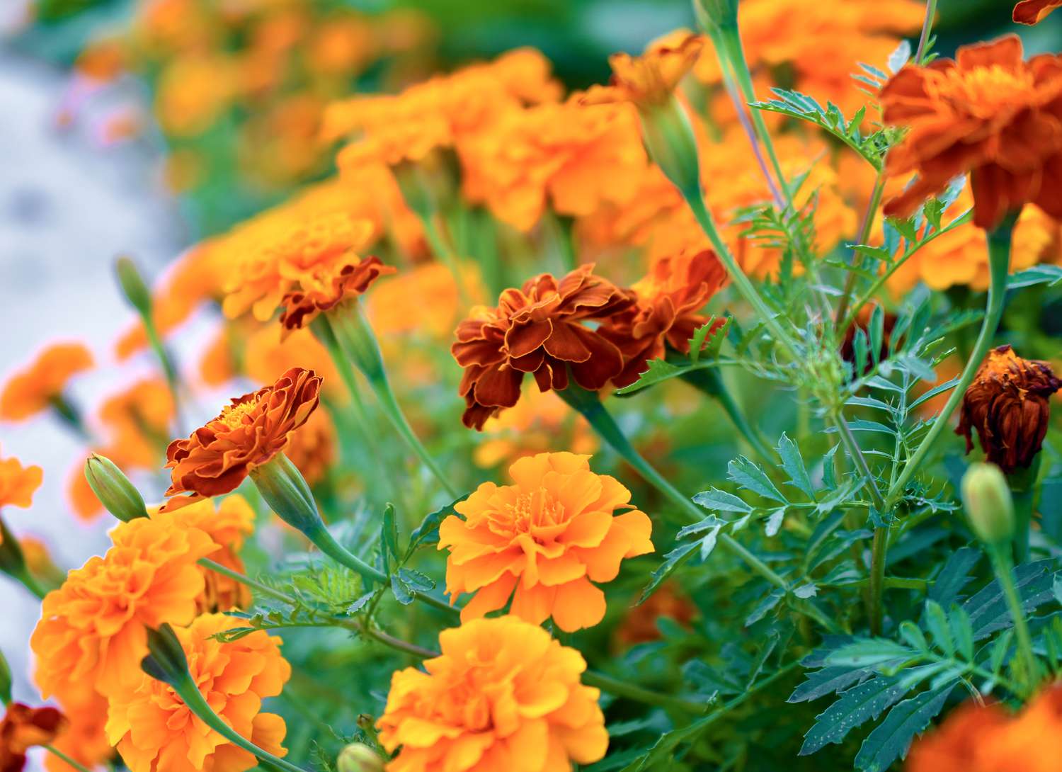 multiple marigolds in a garden