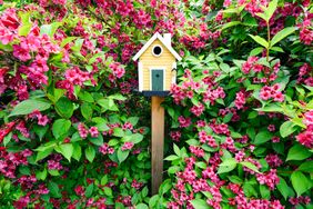 Weigela shrub landscaping with bird house
