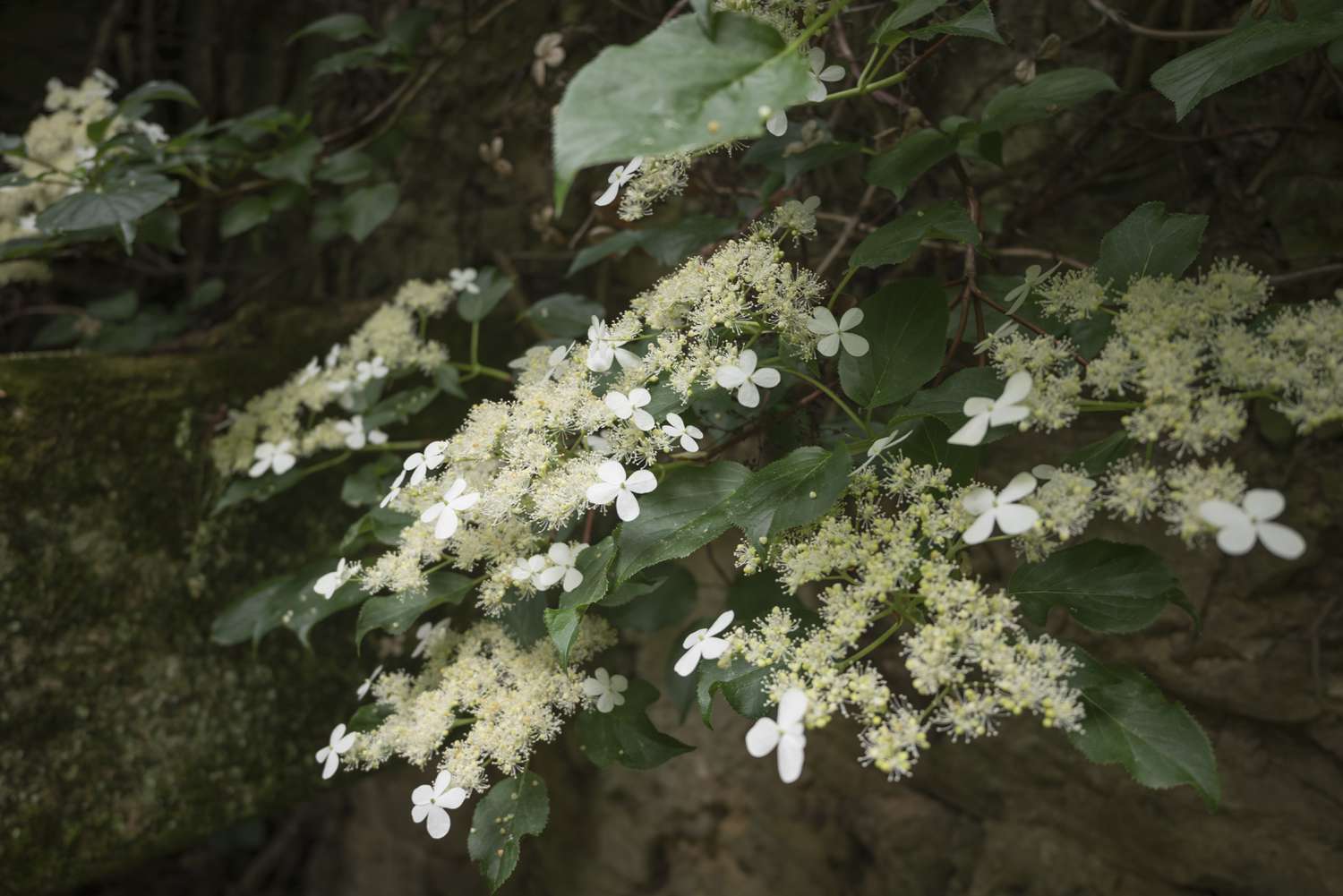 White blooming flowers of the hydrangea anomala.