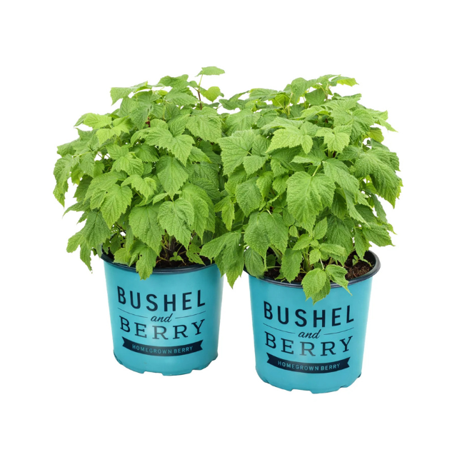 Two potted plants labeled Bushel and Berry featuring lush foliage