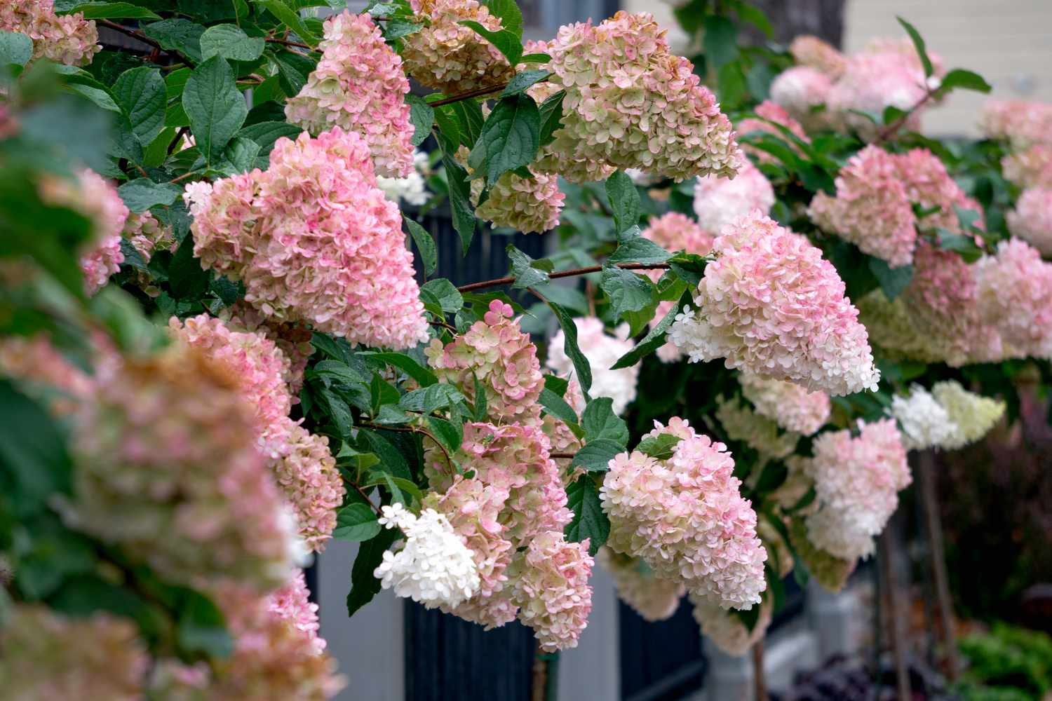 Clustered blossoms on hydrangea plants outdoors