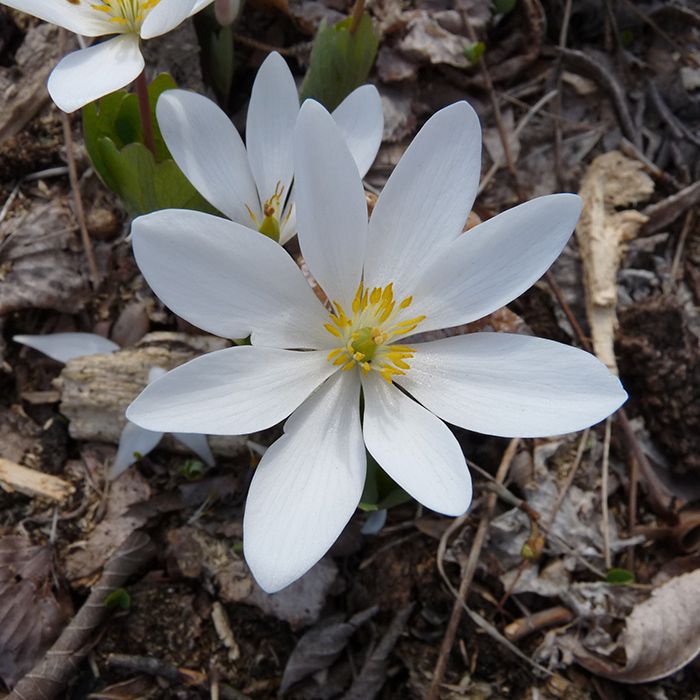 McClure & Zimmerman Bulbs