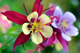 close up of Columbine flowers in a garden
