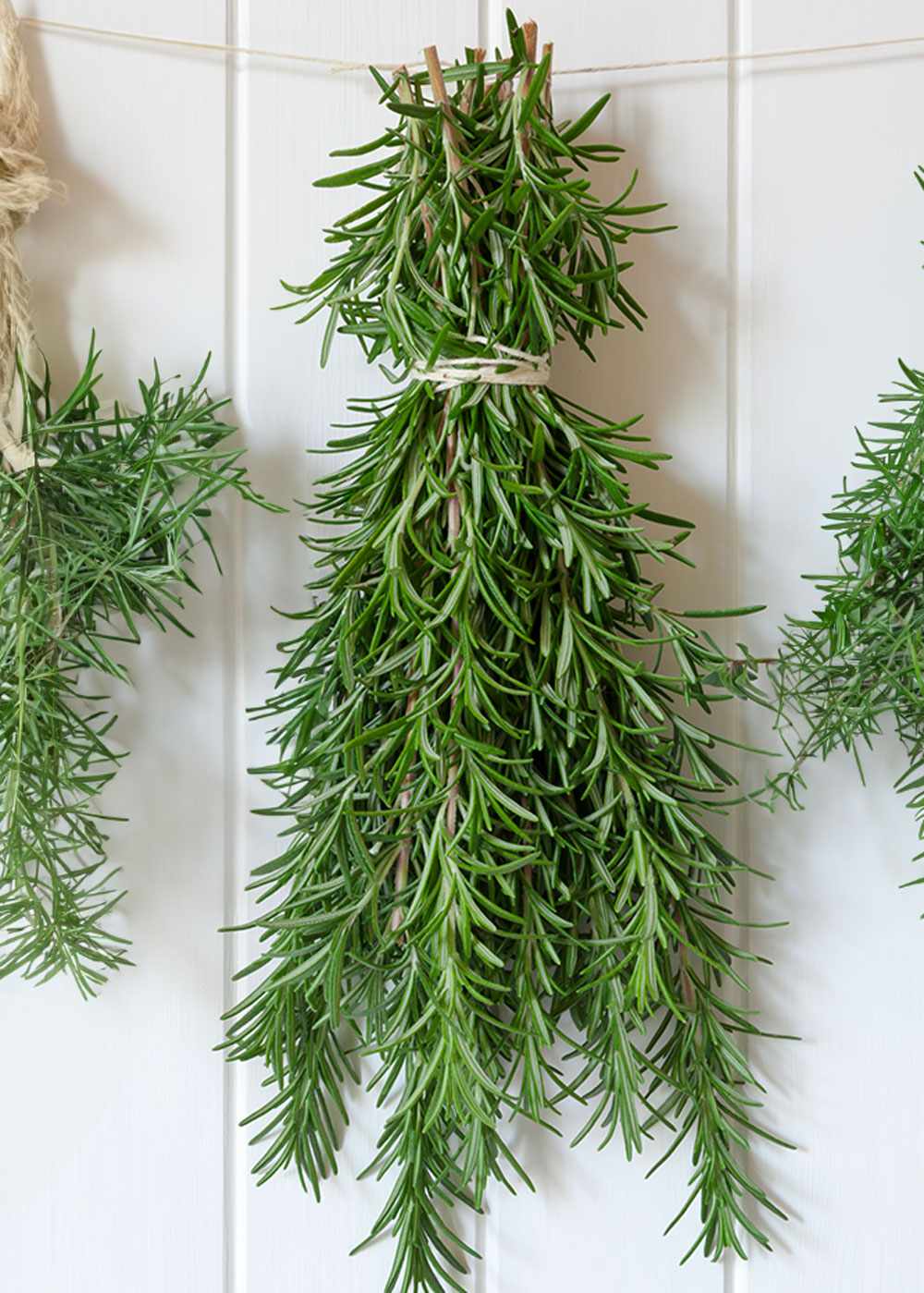 Rosemary drying upside down