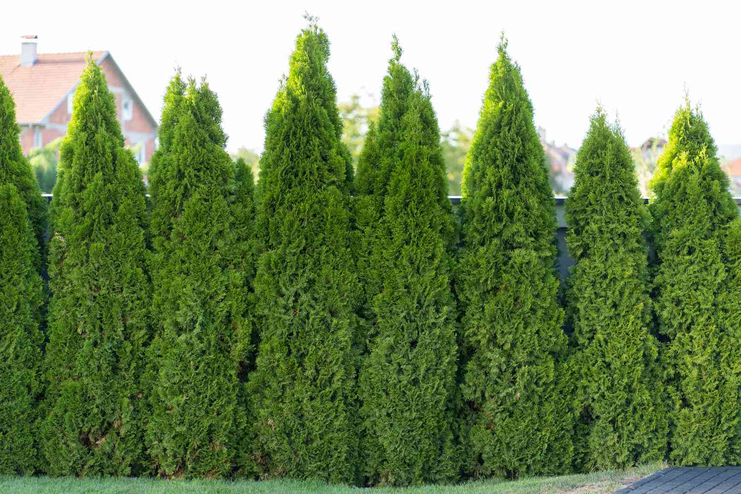 giant green arborvitae