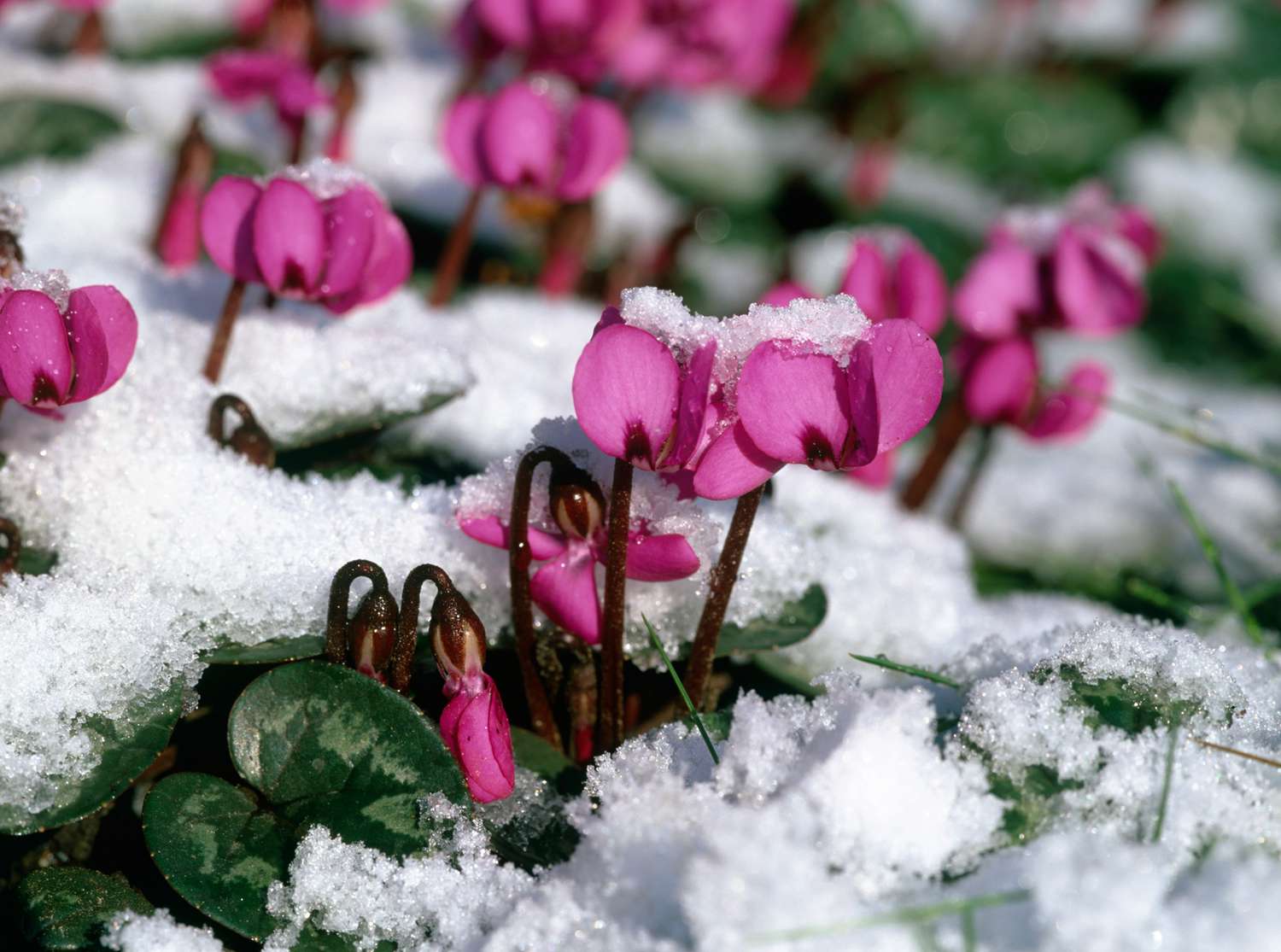 snow-covered cyclamen flowers