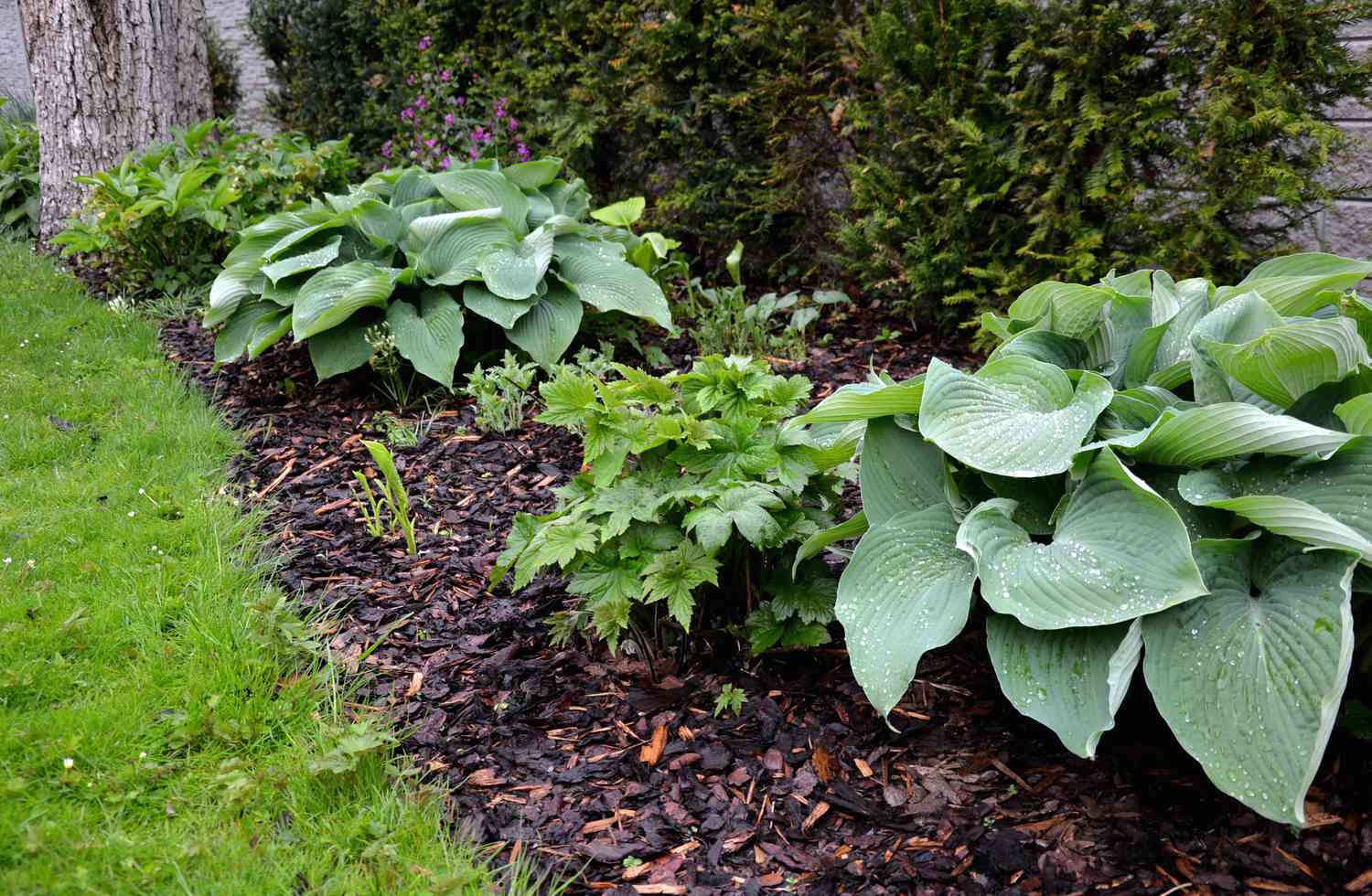 Hosta tardiana Halcyon big green leaves perenial plant shade tolerant white flowers turf bunch