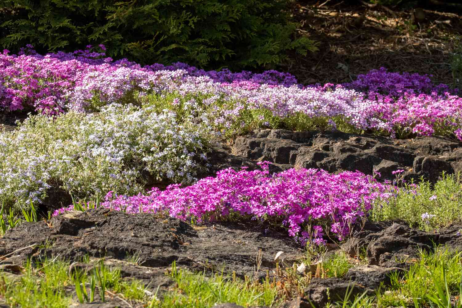 Low-growing plants in rock garden