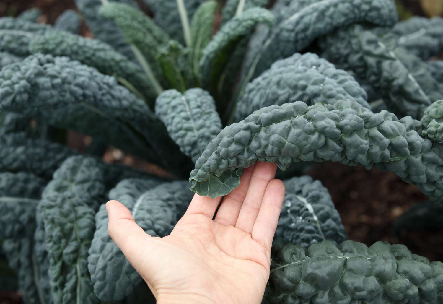 Tuscan kale