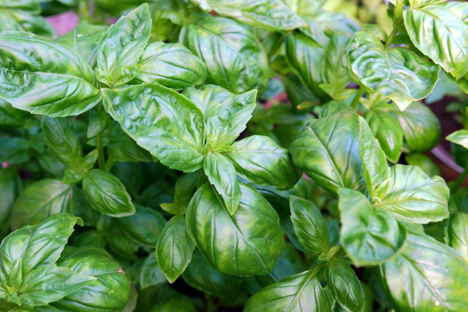 basil growing in the garden