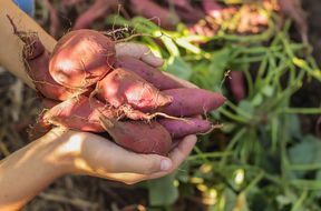 sweet potatoes in garden
