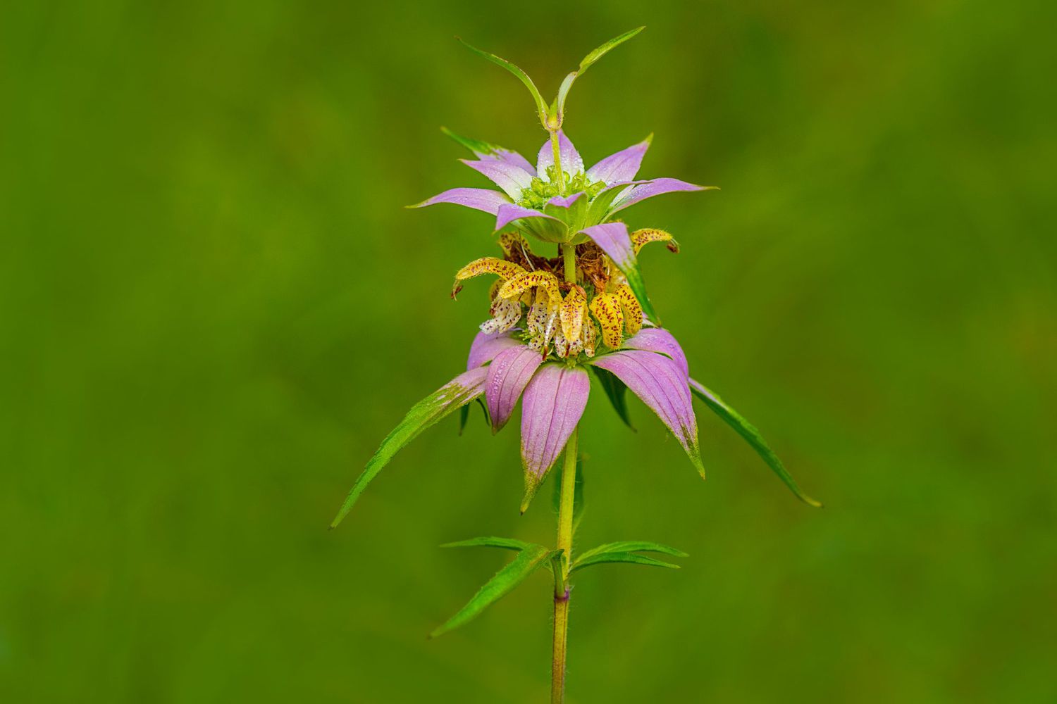 potted Bee-balm Monarda punctata