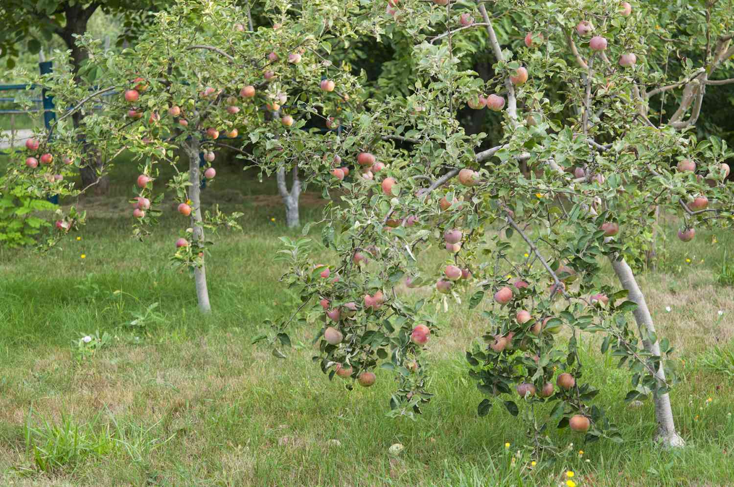 Young dwarf apple trees heavy with fruit