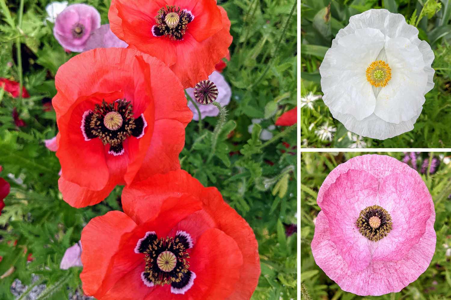 Collage of poppies