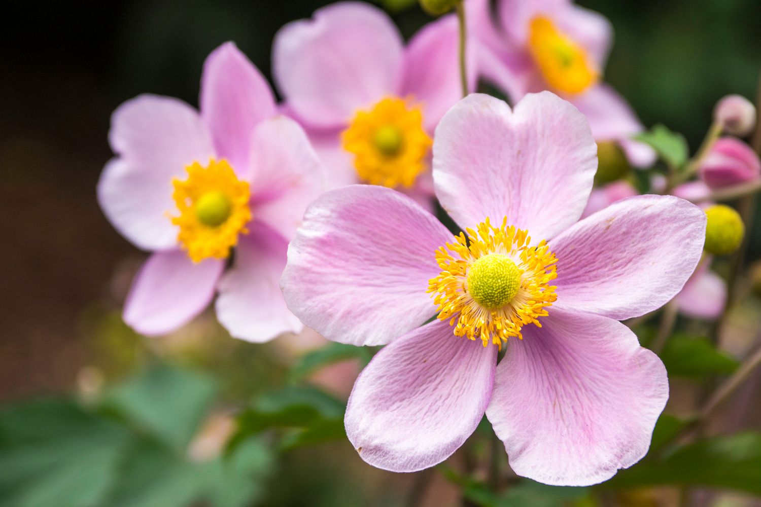Japanese Anemone