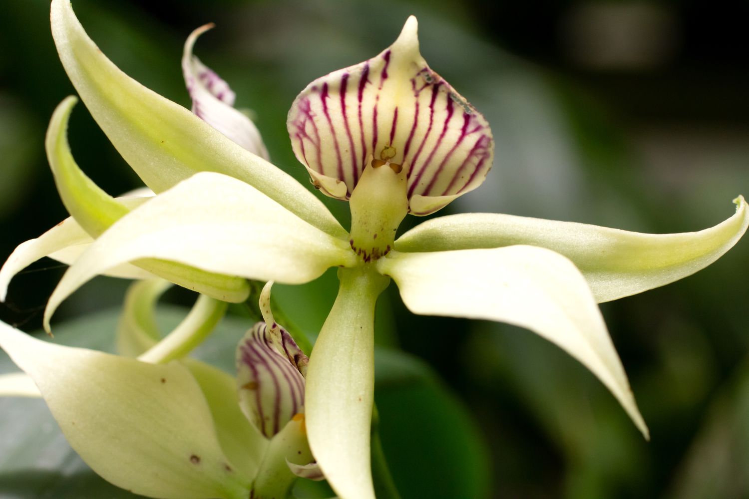 A closeup view of several encyclia orchid species.