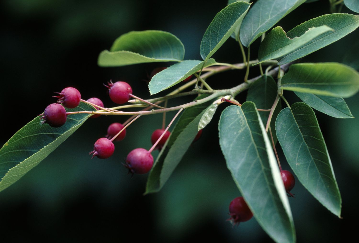 A closeup of small berrylike fruits hanging on a tree branch with green leaves