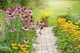 summer garden flower border with Echinacea purpurea, Rudbeckia yellow coneflowers