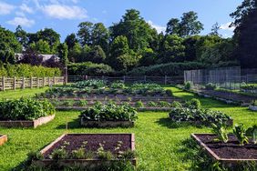 decorvow's vegetable garden