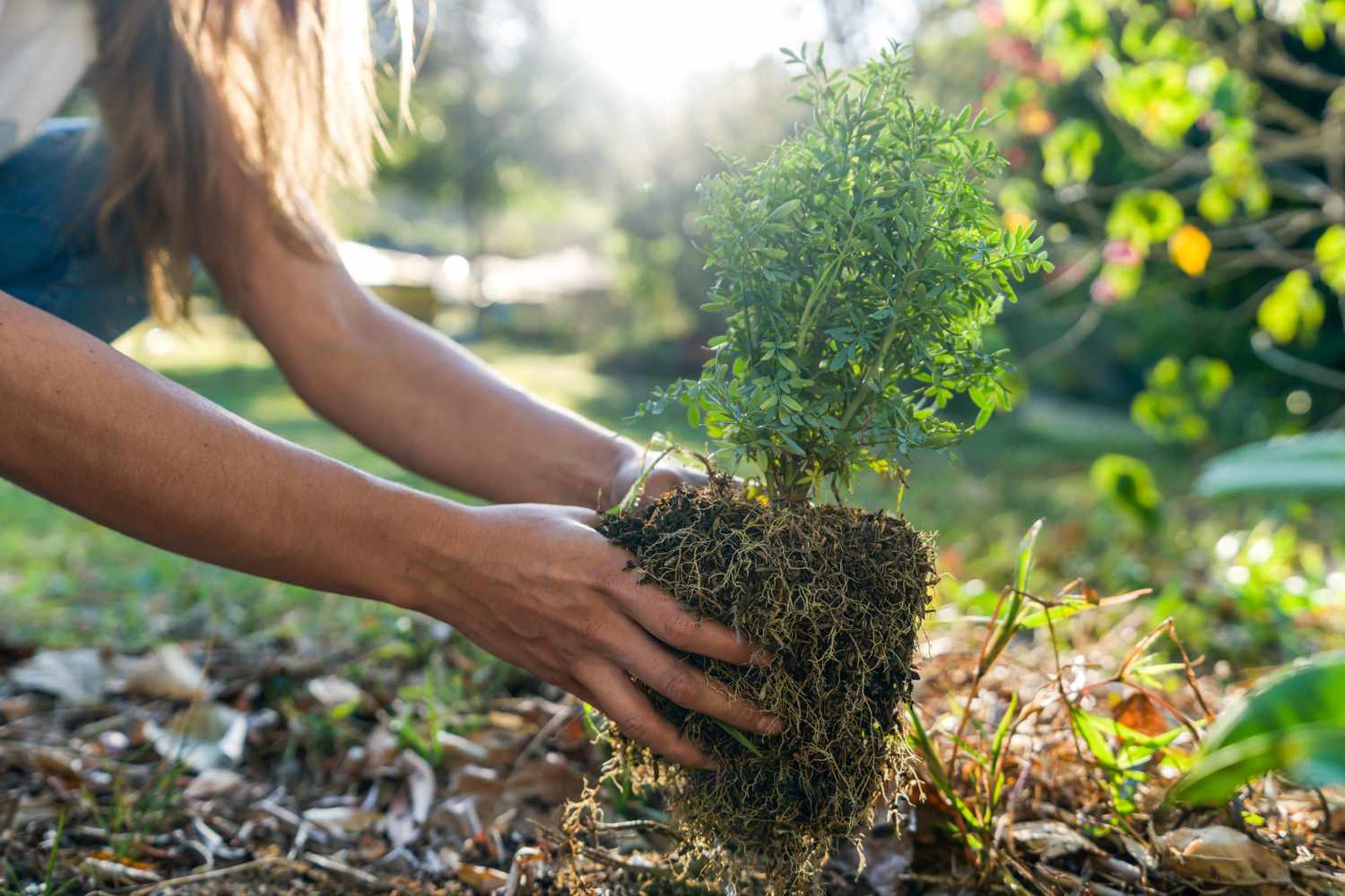pulling bush roots out of the ground