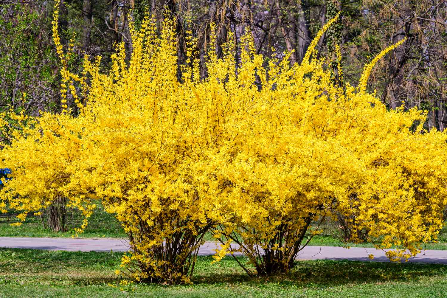 Forsythia in garden