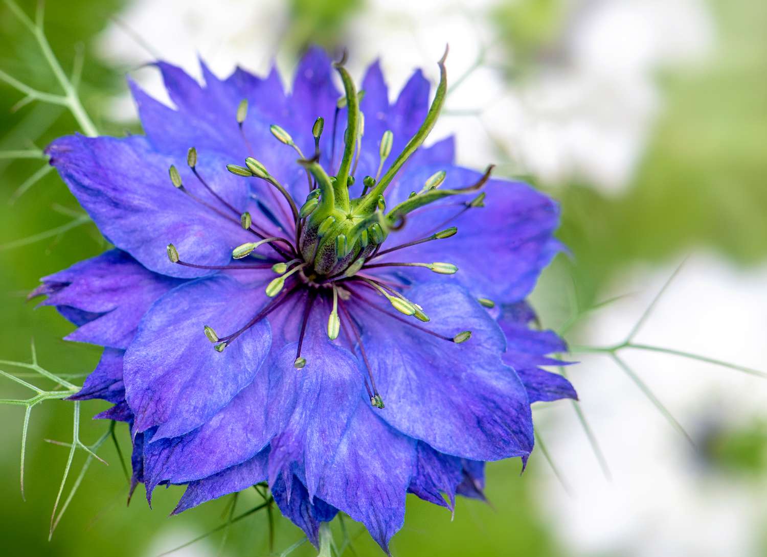 Love-in-a-Mist flower close up with purple bloom