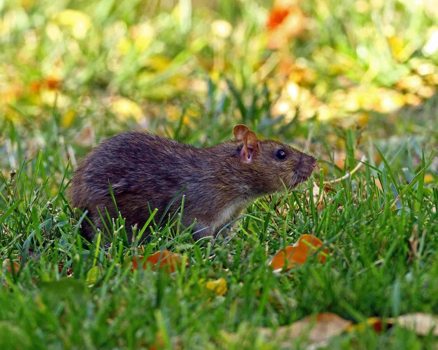 Rat in grass