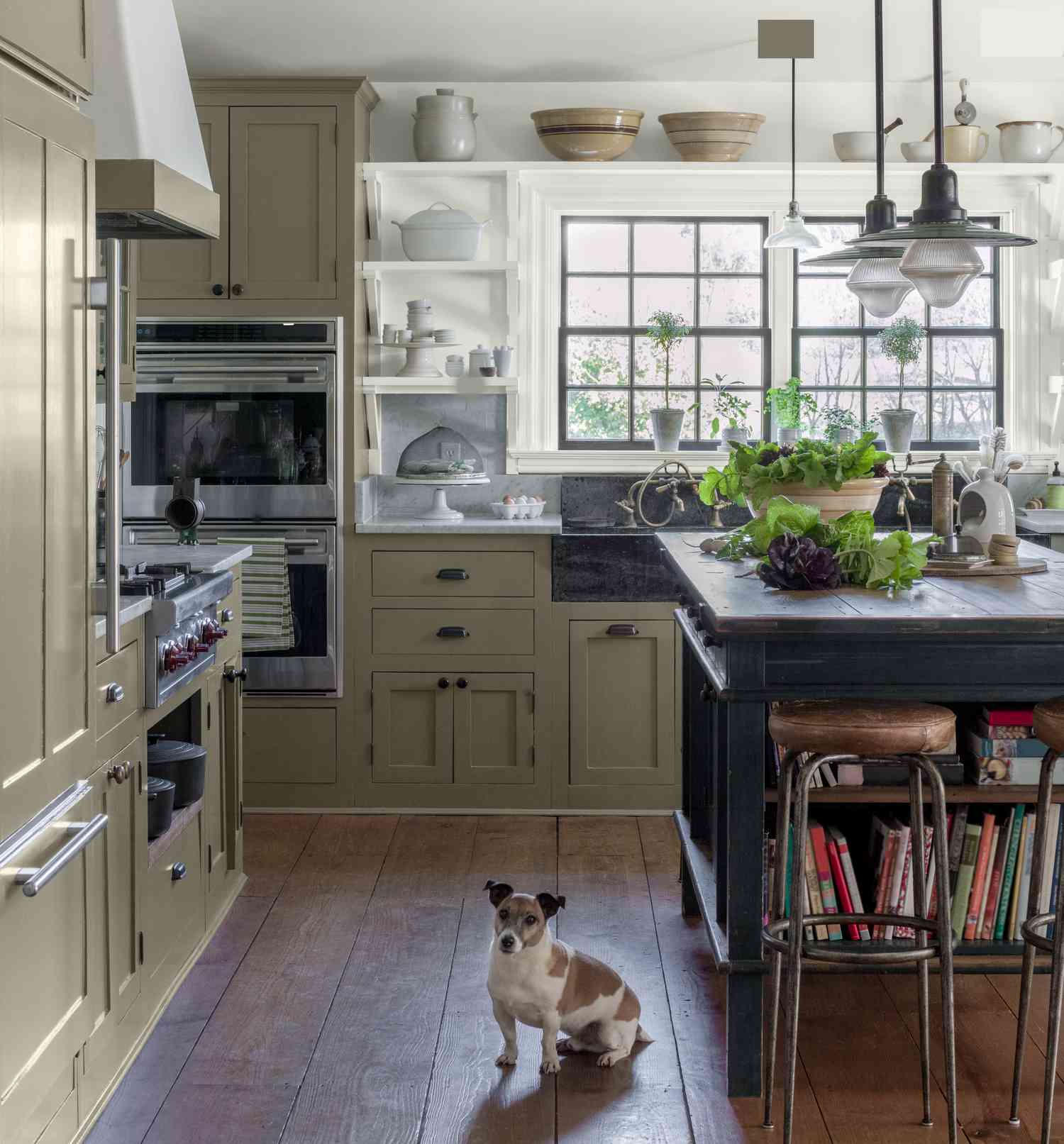 a kitchen with a dog 