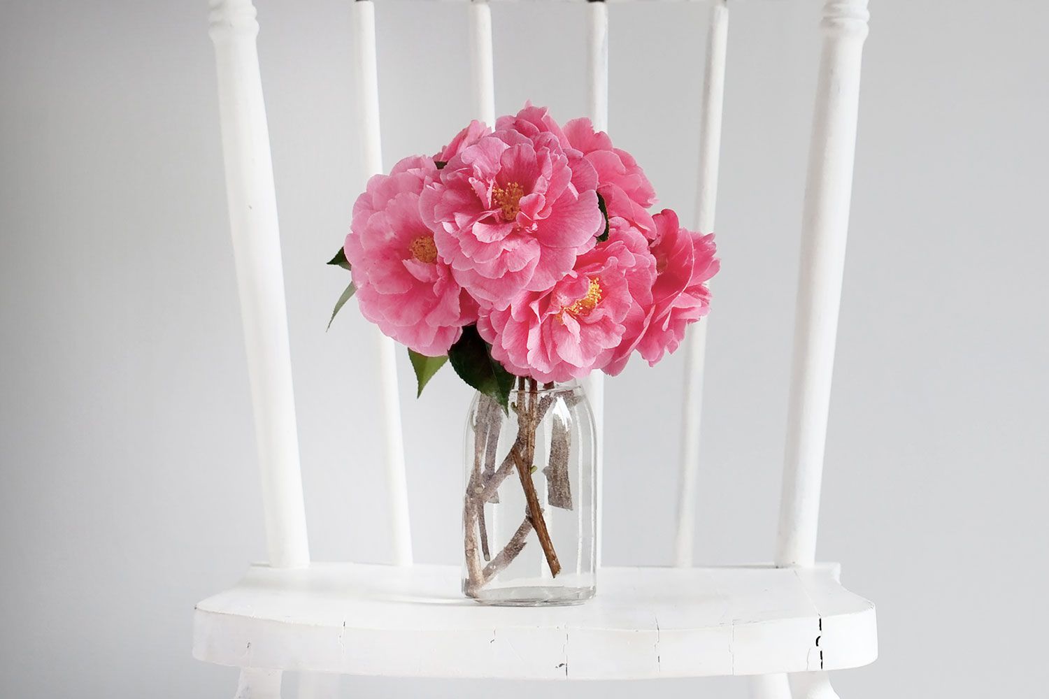 Pink Camellias in a vase on a chair