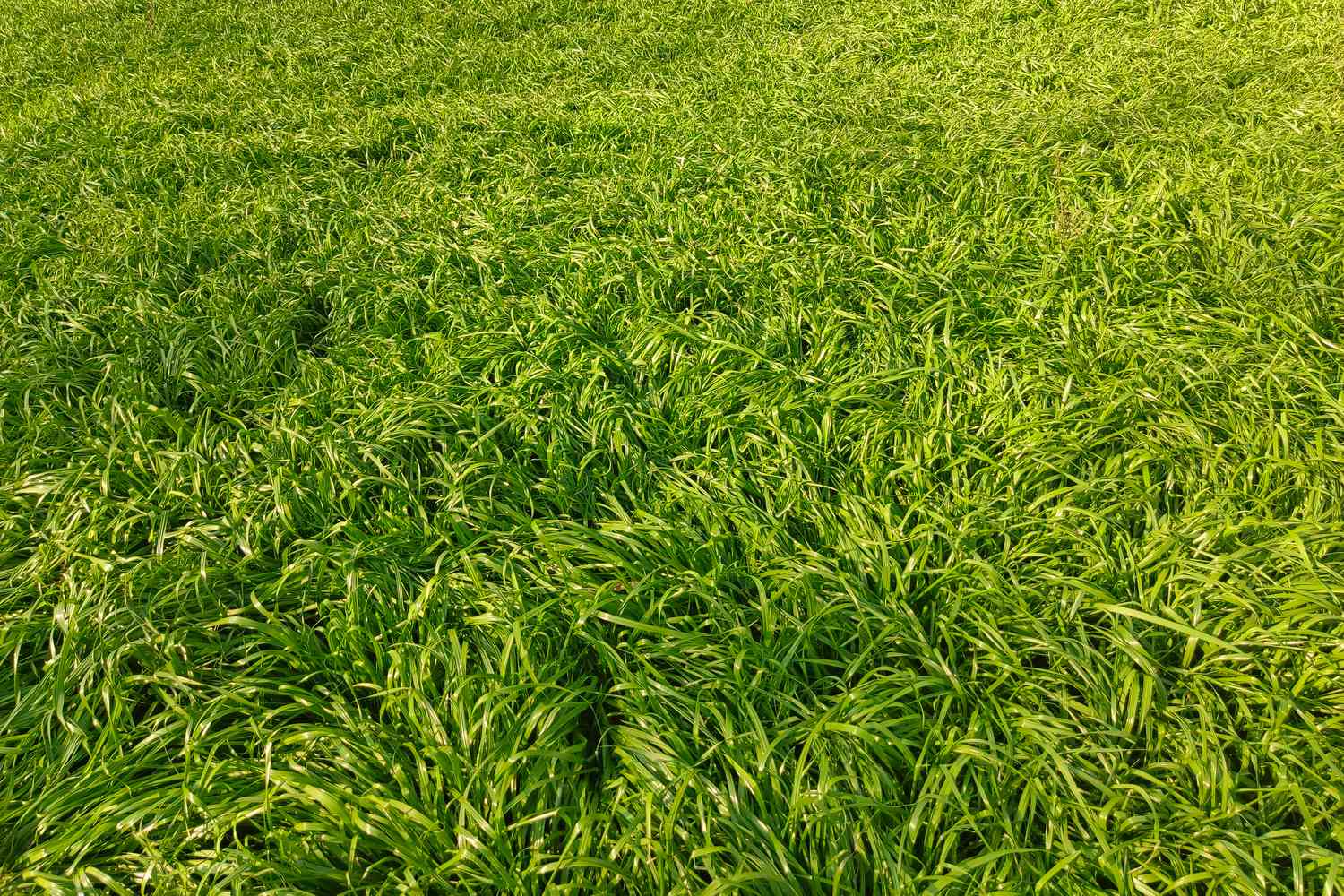 perennial ryegrass lawn