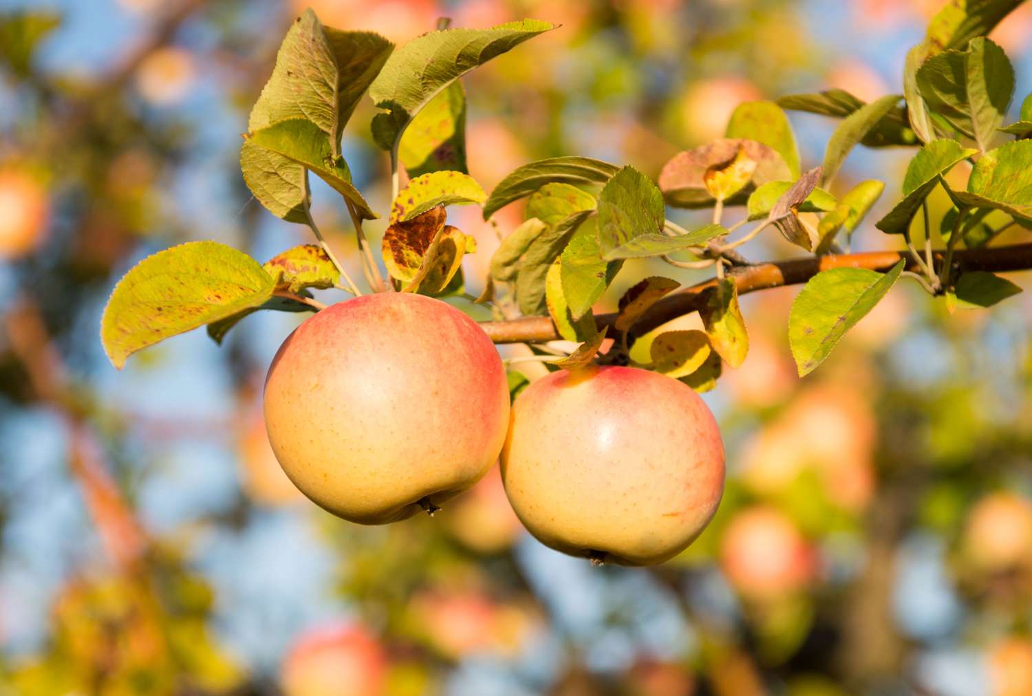 Yellow apple tree leaves