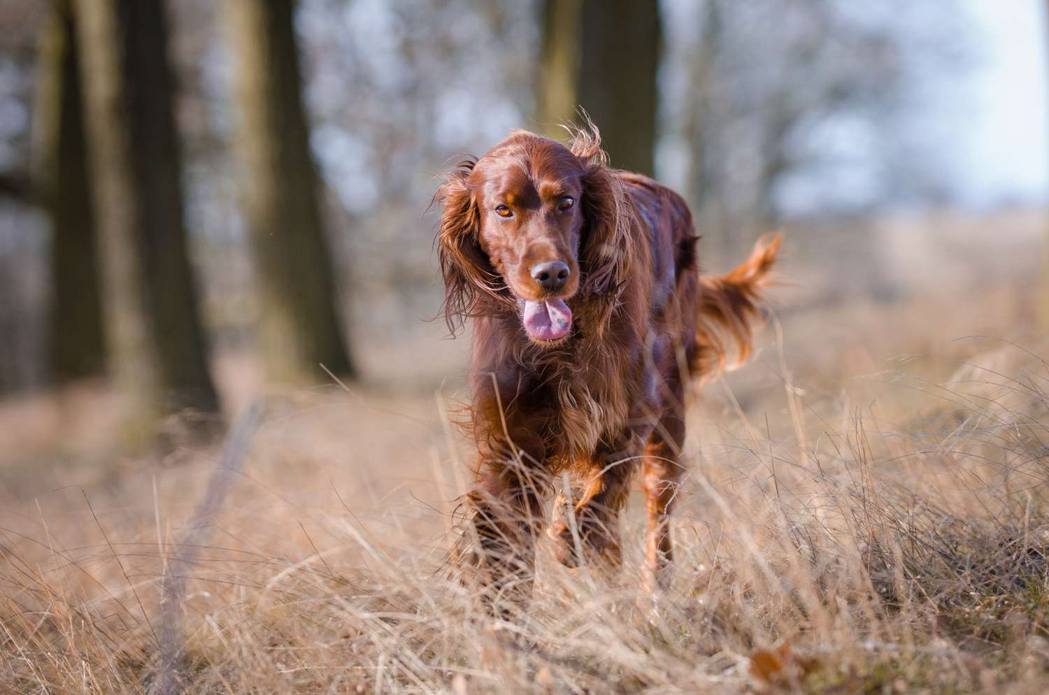 irish setter dog in wooded area