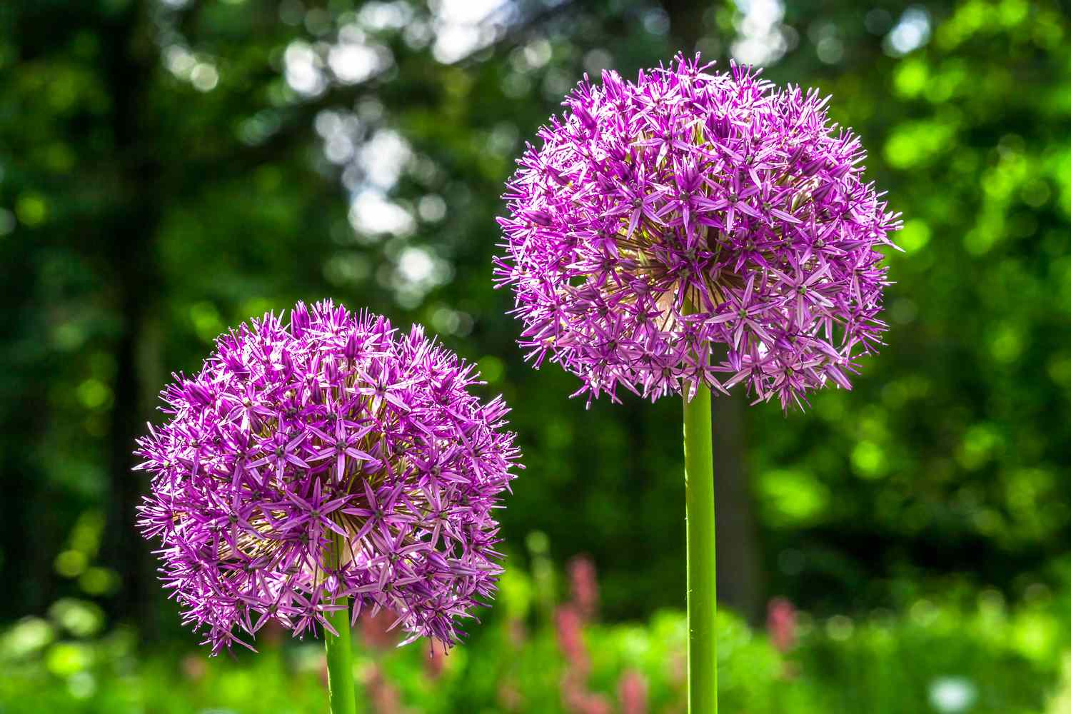 allium flowers