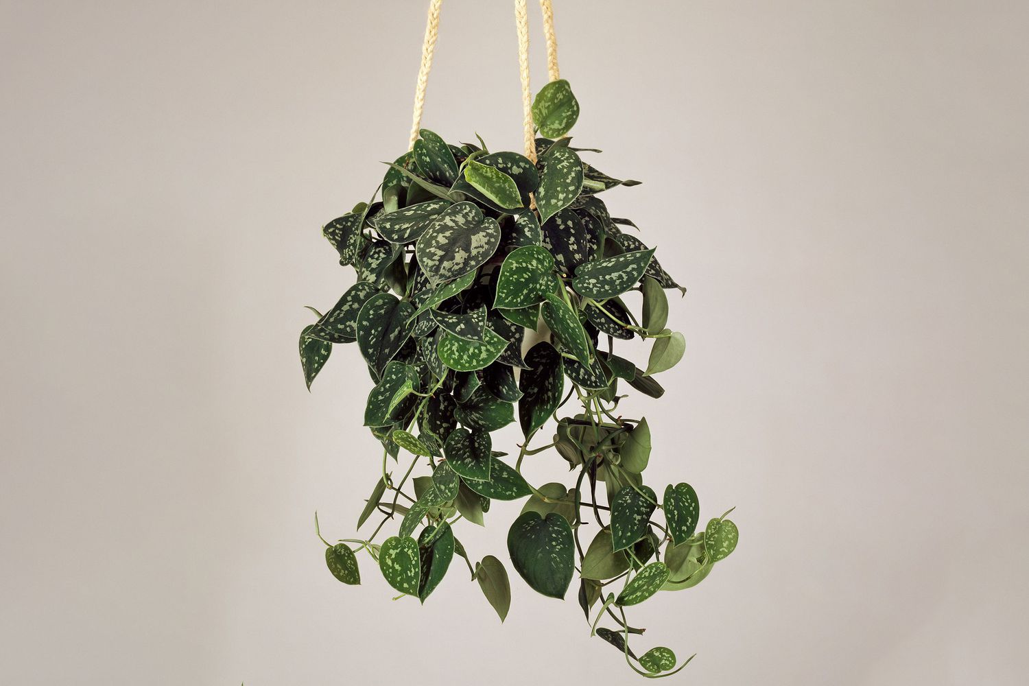 Satin Pothos 