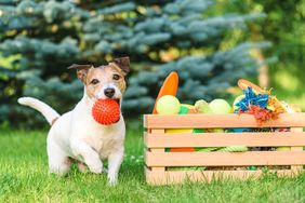 A dog holds a red ball in its mouth while sitting next to a box of toys on grass
