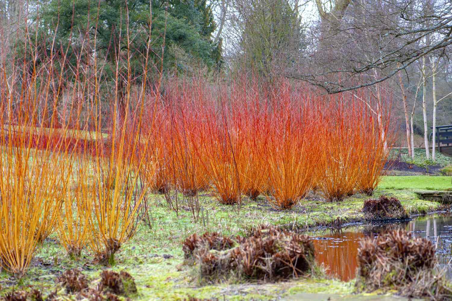 Bright red and orange shrubs by a waterway in a winter garden scene